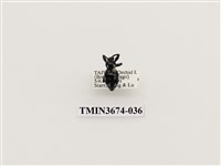 藏品(象鼻蟲(2))的圖片